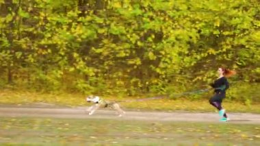 Sonbahar ormanı yakınlarında Amstaff ile tarama.