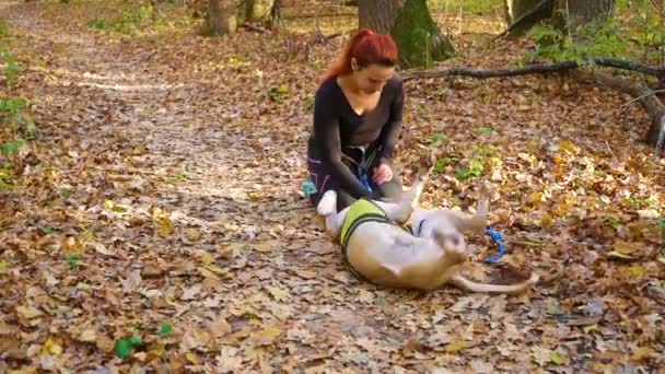 Menina e cão American Staffordshire terrier relaxante após canicross na floresta — Vídeo de Stock