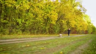 Güneşli bir günde, sonbahar ormanı yakınlarında Amstaff ile tarama yapan bir kız.