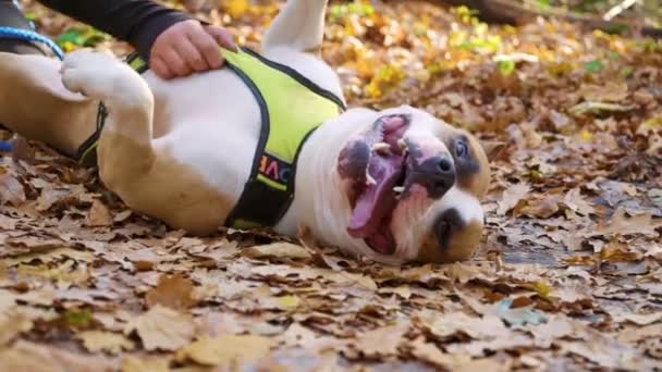 Menina esfregando barriga de American Staffordshire terrier na floresta de outono — Vídeo de Stock