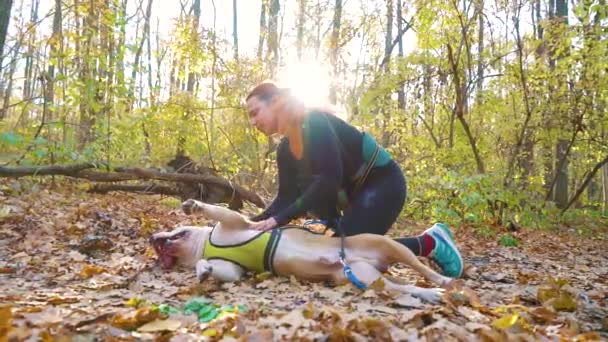 Amstaff terrier getting belly rub lying on ground in autumn forest — Stock Video