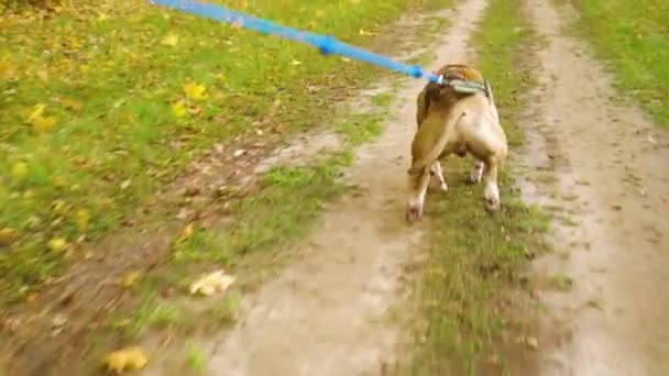 อเมริกัน Stafordshire Terrier ในสายรัดข้ามกับเจ้าของในสวนฤดูใบไม้ร่วง — วีดีโอสต็อก