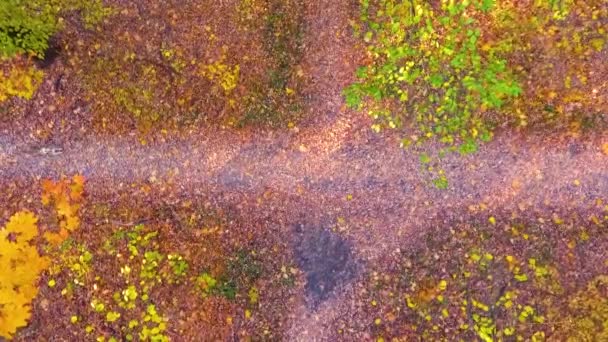 미국의 운동 선수 소녀와 스태퍼드셔 테리어 가을 나무 아래에서 캐 컬리 크로싱 — 비디오