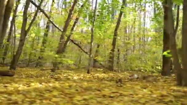 Amstaff in harnas draait in de herfst park — Stockvideo