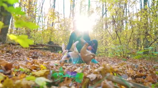 Amstaff lying on autumn leaves and girl rubbing his belly — Stock Video