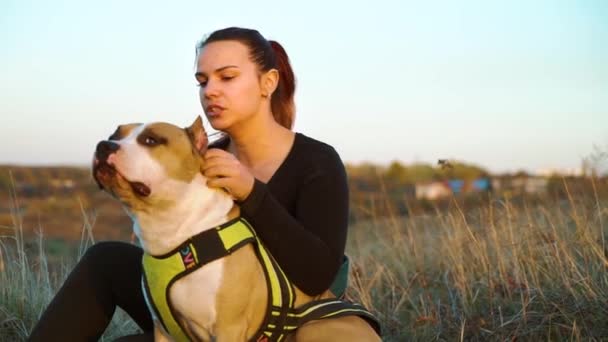 Mooi meisje wrijven Amerikaans staffordshire terrier in veld bij zonsondergang — Stockvideo