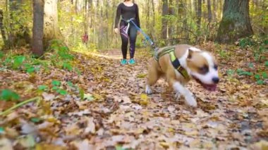 American Staffordshire sonbahar parkında koşumlu kız çekiyor.