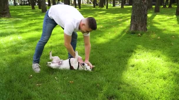 Mutlu köpek sahibi yeşil çimlerde Jack Russell Terrier 'ın göbeğine masaj yapıyor. — Stok video