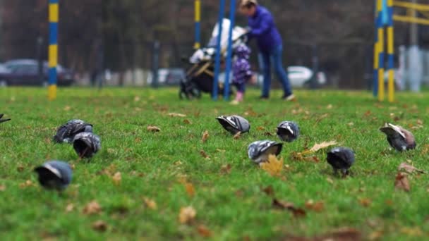 Pigeons walking on green grass and pecking soil near sports ground — Stock Video