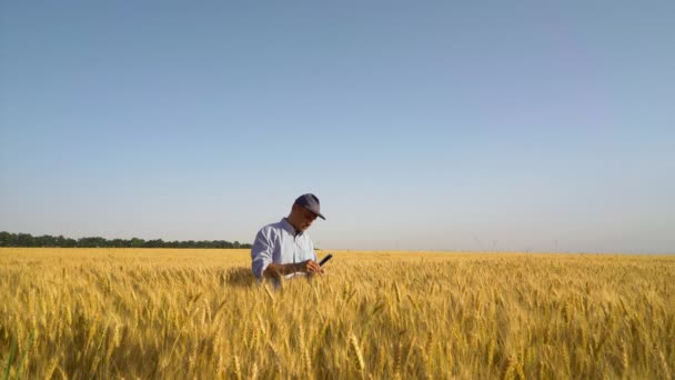 Agronom zkoumá plodiny na pšeničném poli v létě — Stock video