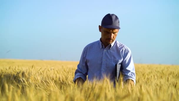 토판을 가지고 밀 밭을 거닐며 농작물을 살펴보는 농장 전문가 — 비디오