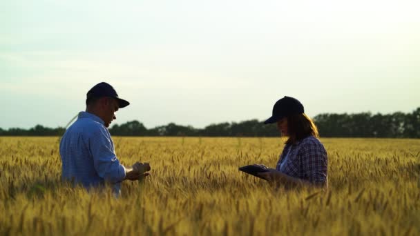 Pár agronomů zkoumá plodiny na pšeničném poli a zapisuje informace na tabulku — Stock video