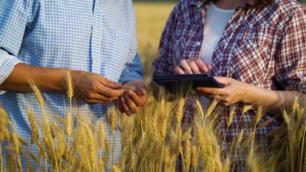 Ekinleri inceleyen ve buğday tarlasında tablet kullanan ziraatçıların elleri — Stok video