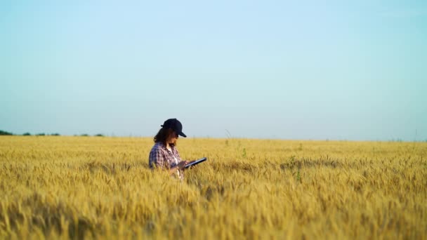 Agricultora examinando cultivos en campo de trigo en verano — Vídeos de Stock