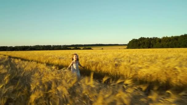 Aéreo de menina correndo para os pais no campo de trigo no verão — Vídeo de Stock