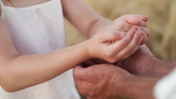 Manos de niña vertiendo granos en manos de su padre agricultor en el campo — Vídeos de Stock