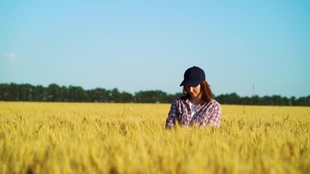 Agrónoma femenina examinando las espigas de trigo en el campo en verano — Vídeo de stock