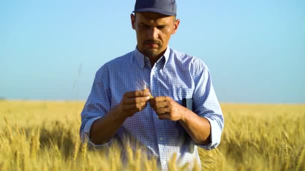 Agronomy expert grinding wheat ears and examining ripeness of crops — Stock Video