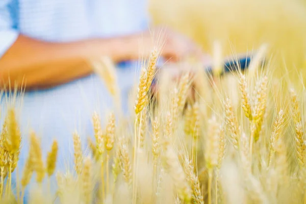 Buğday tarlasında çalışan ve tablet üzerinde notlar alan çiftçi.