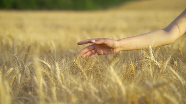 Mano femenina tocando espigas de trigo en el campo en temporada de cosecha — Vídeo de stock