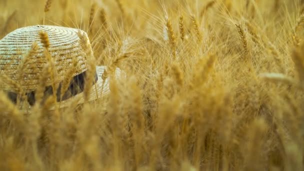 Солом'яний капелюх лежить на пшеничному полі в сезон збору врожаю — стокове відео