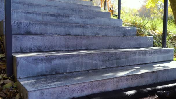 Pies femeninos en zapatillas de correr caminando arriba en el parque en un día soleado — Vídeos de Stock