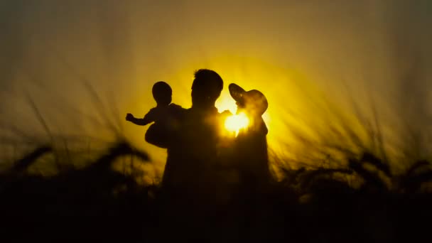 Silhuetas de pais jovens com bebê em pé entre espiguetas ao pôr do sol — Vídeo de Stock