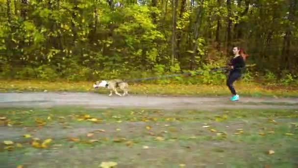 Chica canicrossing con perro Amstaff en la naturaleza — Vídeos de Stock