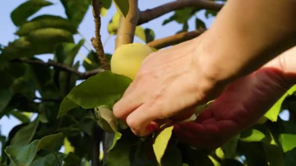 Hände des Bauern pflücken grüne Äpfel vom Baum — Stockvideo