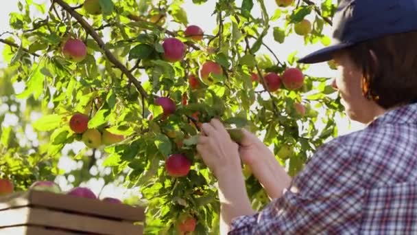 Trabalhador sazonal reunindo maçãs maduras da árvore no pomar — Vídeo de Stock