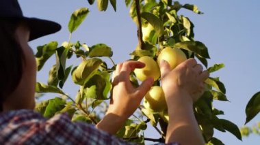 Bahçede mevsimlik işçi sarı elma topluyor.