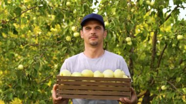 Sakallı çiftçi güneşli meyve bahçesinde bir kutu elma tutuyor.