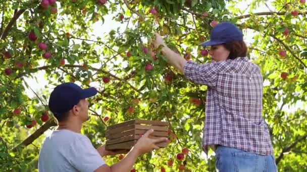 Пара фермеров, собирающих красные яблоки в солнечном саду — стоковое видео