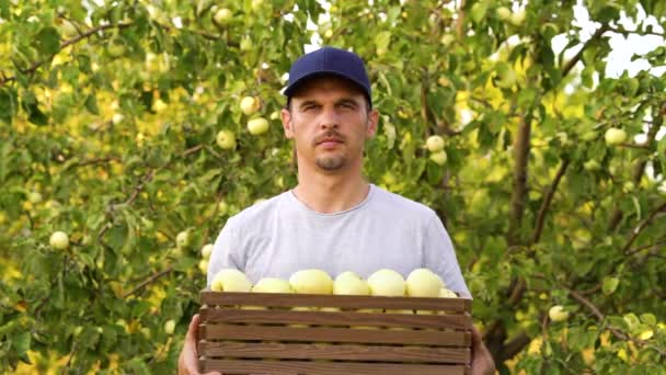 Rolnik prezentujący latem zebrane jabłka w zielonym sadzie — Wideo stockowe