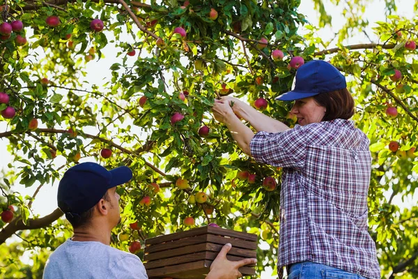 Farmers harvesting ripe apples in orchard in summer