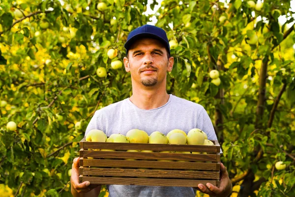 Vousatý farmář drží krabici jablek ve slunečném sadu — Stock fotografie