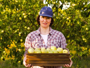 Neşeli bahçıvan güneşli bahçede bir kutu elma taşıyor.
