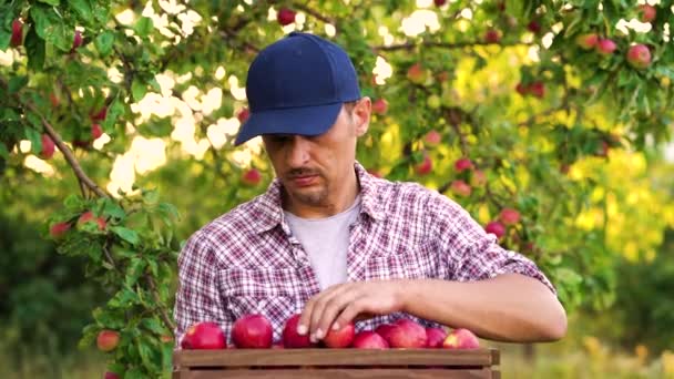 Joven agricultor arreglando manzanas rojas en caja de madera en huerto — Vídeo de stock