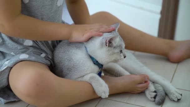 Bambina che gioca con il gatto sul pavimento — Video Stock