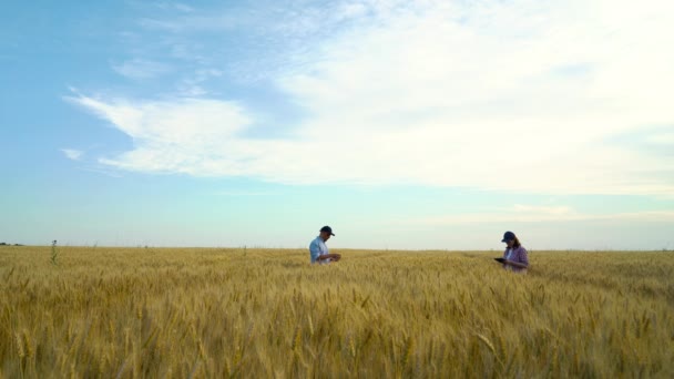 Agronomer som undersöker grödor på vetefält och använder tabletter — Stockvideo