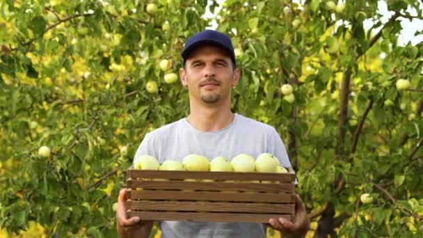 Bearded farmer giving harvested apples in box — Stock Video