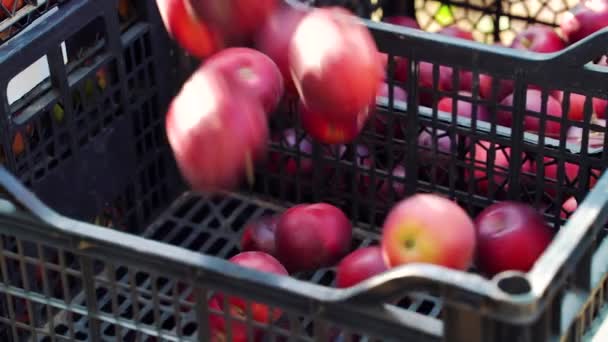 Maçãs vermelhas caindo na caixa de plástico — Vídeo de Stock