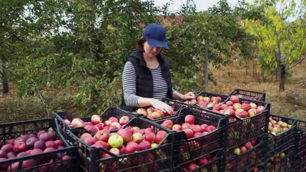 Plastik kutularda elma toplayan bir kadın. — Stok video