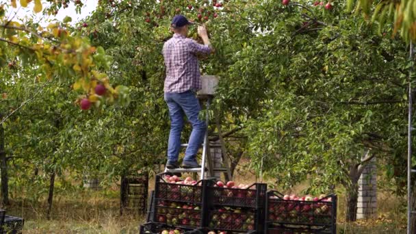 Αγρότης σε κλίμακα συγκομιδής μήλων σε οπωρώνα — Αρχείο Βίντεο