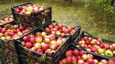Çiftçi toplanan elmalarla dolu bir kutu getiriyor.