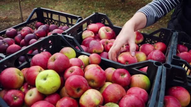 Γυναικεία χέρια που ξεχωρίζουν μήλα που βρίσκονται σε πλαστικά κουτιά — Αρχείο Βίντεο