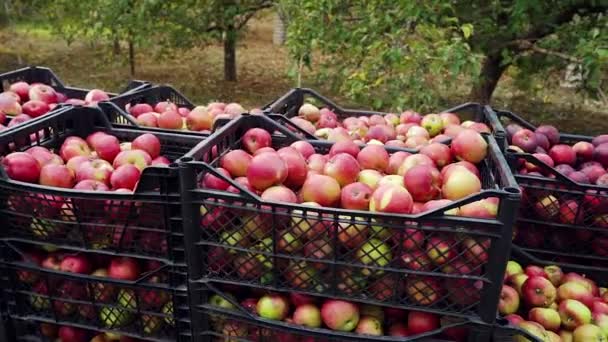 Μήλα που συγκομίστηκαν πρόσφατα συσκευασμένα σε πλαστικά κουτιά — Αρχείο Βίντεο