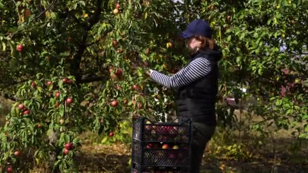 Bäuerin pflückt Äpfel vom Baum — Stockvideo