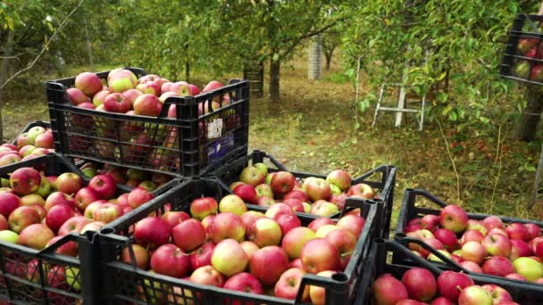 Αγρότης συσκευάζει μήλα σε πλαστικά κουτιά — Αρχείο Βίντεο