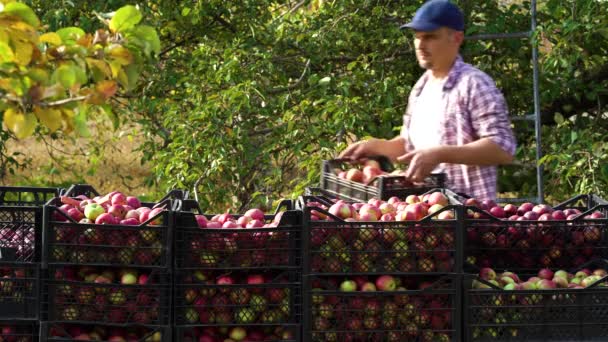 Agriculteur arranger les pommes dans des boîtes en plastique dans le verger — Video
